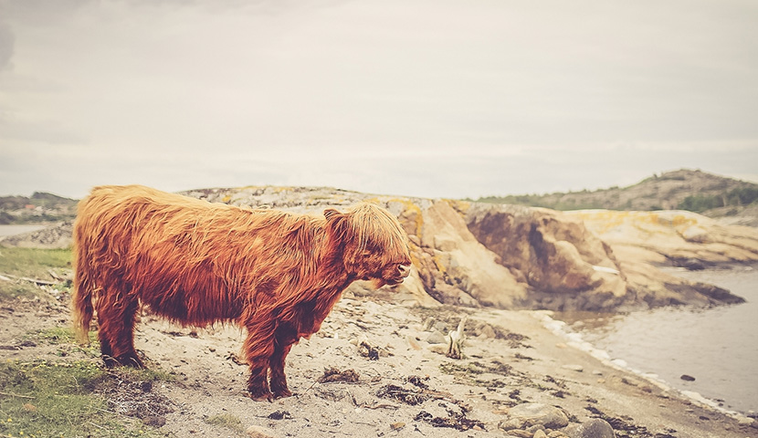 在线电话轰炸机